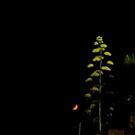 Casa Plumeria Appartamento